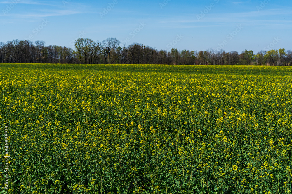 Rapeseed field begins to bloom in early spring, czech