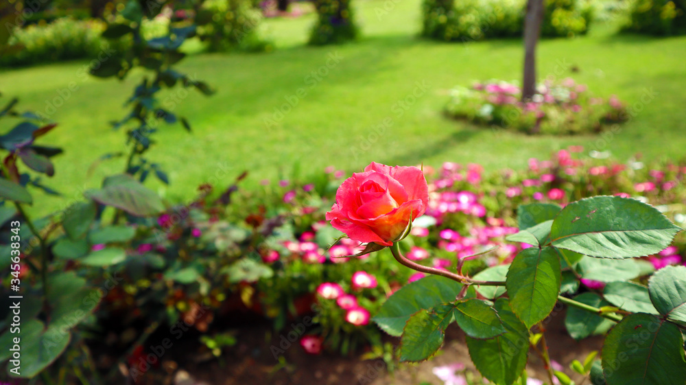Beautiful pink rose in garden