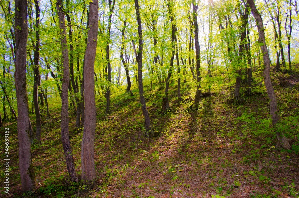 Naklejka premium hill in the forest