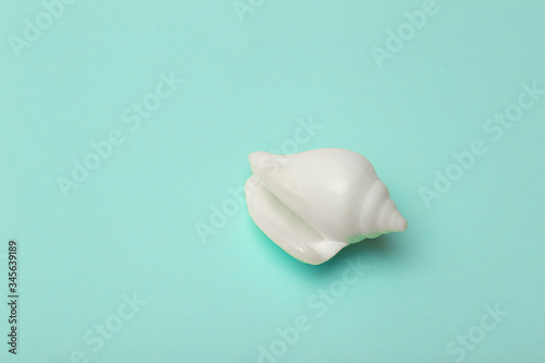 Background green blue color with seashells. Sea and ocean background with white shell. Copy space