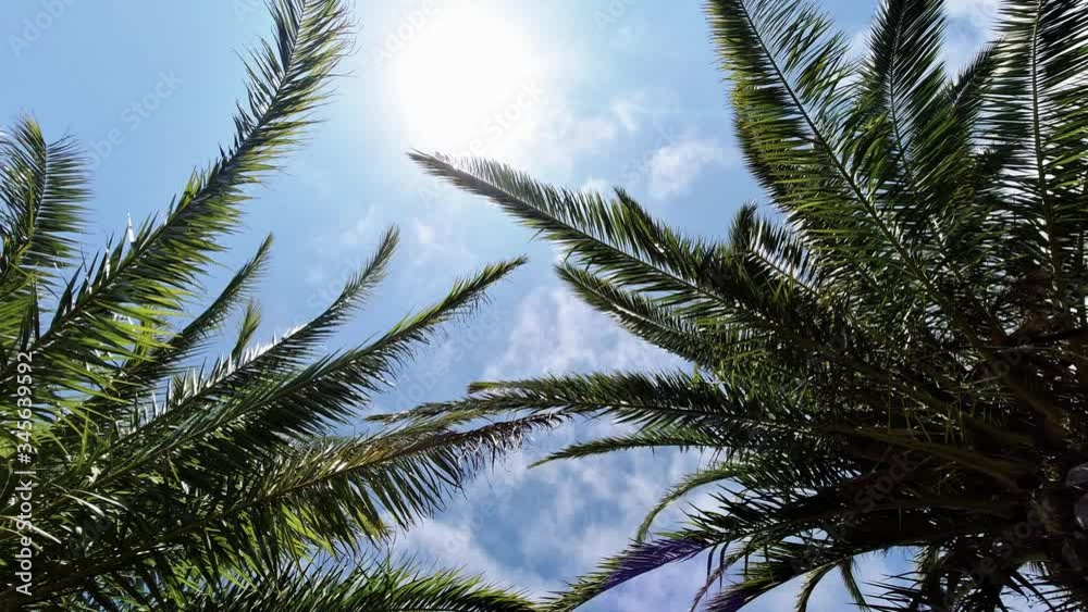 Looking up at green palm fronds waving in the wind as clouds move over above in a blue sunny sky in a travel and tropical vacation concept Looking up at green palm fronds waving in the wind as clouds move over above in a blue sunny sky in a travel and tropical vacation concept