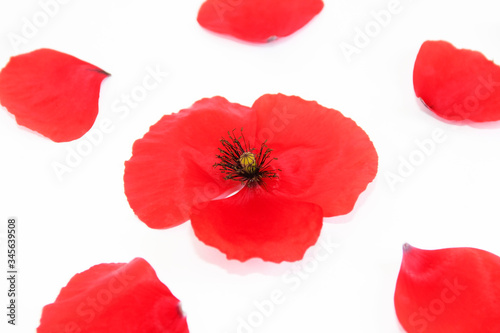 natural red poppy flower with petals on a white background © Mari