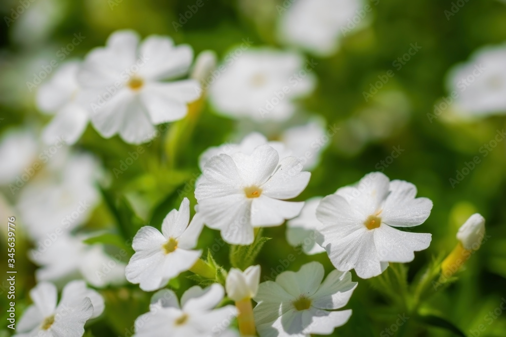 White phlox flower close up. White phlox flower close up.