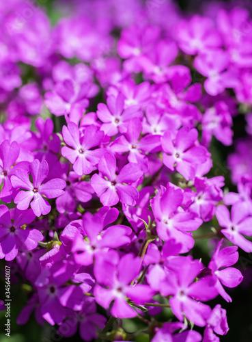 Purple phlox flower close up.
