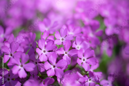 Purple phlox flower close up.