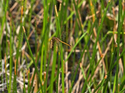 gold dragonfly in the grass © Kelly