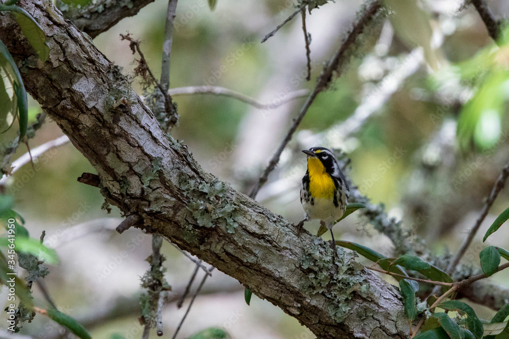 A solitary Yellow-throated Warbler forages for insects along a lichen covered live oak tree limb A solitary Yellow-throated Warbler forages for insects along a lichen covered live oak tree limb