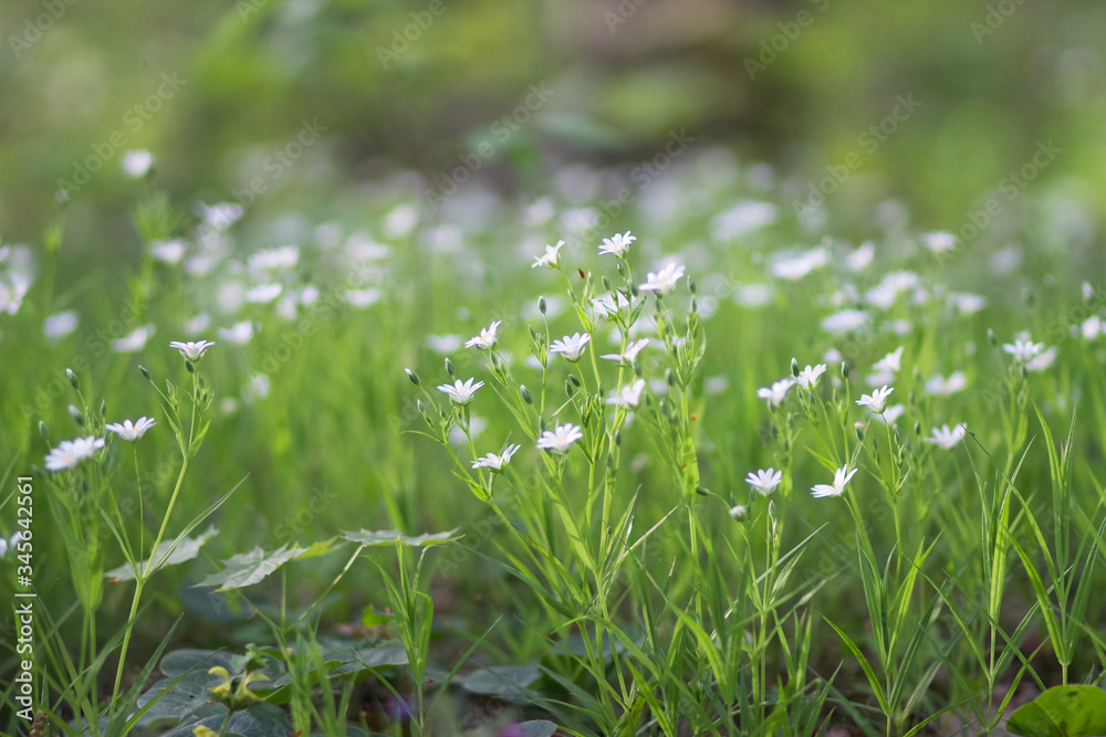 Spring wildflowers in the forest in Sunny weather. White flowers reach for the sun Spring wildflowers in the forest in Sunny weather. White flowers reach for the sun