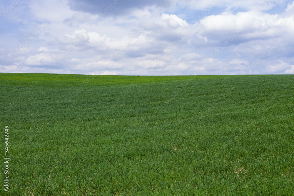 Green rural fied on sky with clouds background