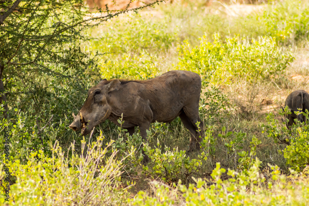 Warthog in the savannah of Samburu Park Warthog in the savannah of Samburu Park