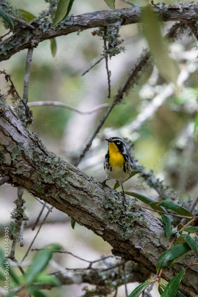 Fototapeta premium A solitary Yellow-throated Warbler forages for insects along a lichen covered live oak tree limb