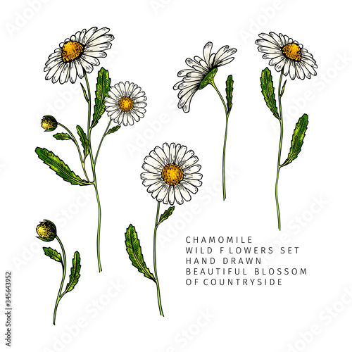 Hand drawn wild hay flowers. Chamomile or daisy flower. Vintage colored engraved art. Botanical illustration. For cosmetics, medicine, treating, aromatherapy, nursing, package design, field bouquet.