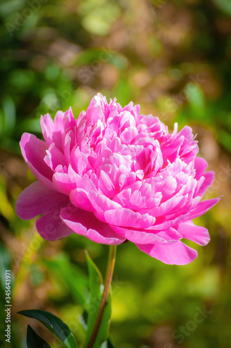 Pink peony flower close up