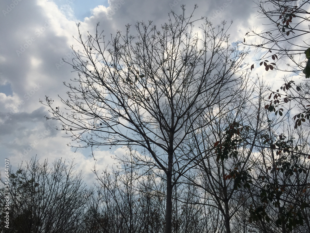 trees trees