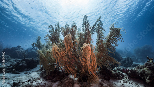 Seascape of coral reef in the Caribbean Sea / Curacao with soft coral and view to surface and sunbeam