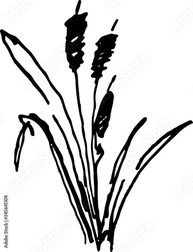 Hand drawn Sugar cane. Sugarcane plants, Stalks, leaves, juice and sugar cubes. Vector illustration