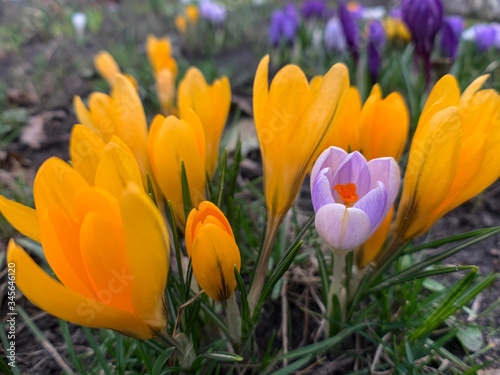 Beautiful crocuses in early spring garden. Soft selective focus.