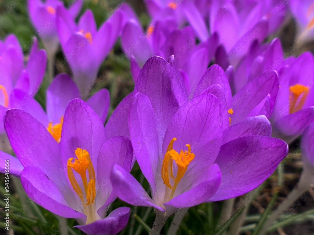 Beautiful crocuses in early spring garden. Soft selective focus.