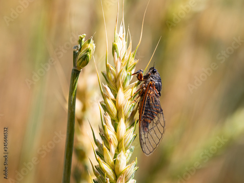 New forest cicada ( Cicadetta montana) on wheat