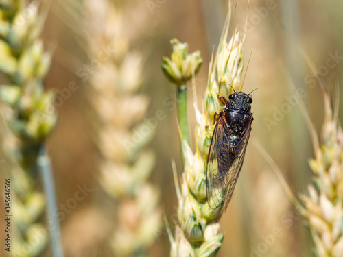 New forest cicada ( Cicadetta montana) on wheat
