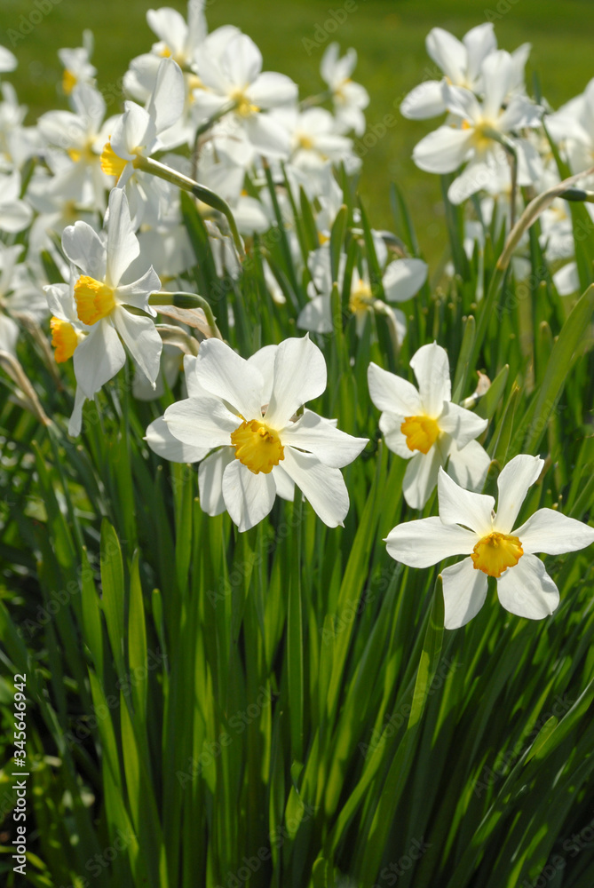 White daffodil flowers during springtime. Bunch of white daffodil flowers in the garden White daffodil flowers during springtime. Bunch of white daffodil flowers in the garden