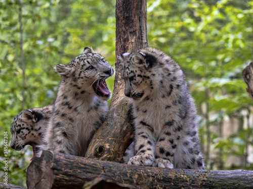 Fototapeta Naklejka Na Ścianę i Meble -  A female Snow Leopard, Panthera uncia, with cubs sits on an elevated spot