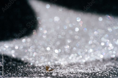 Tableau sur toile Abstract Dandelion Seed on Glitter Background