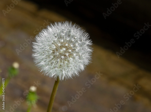 Seeds of dandelion. Voorsterbos Noordoostpolder Netherlands. Marknesse. Spring. Forest