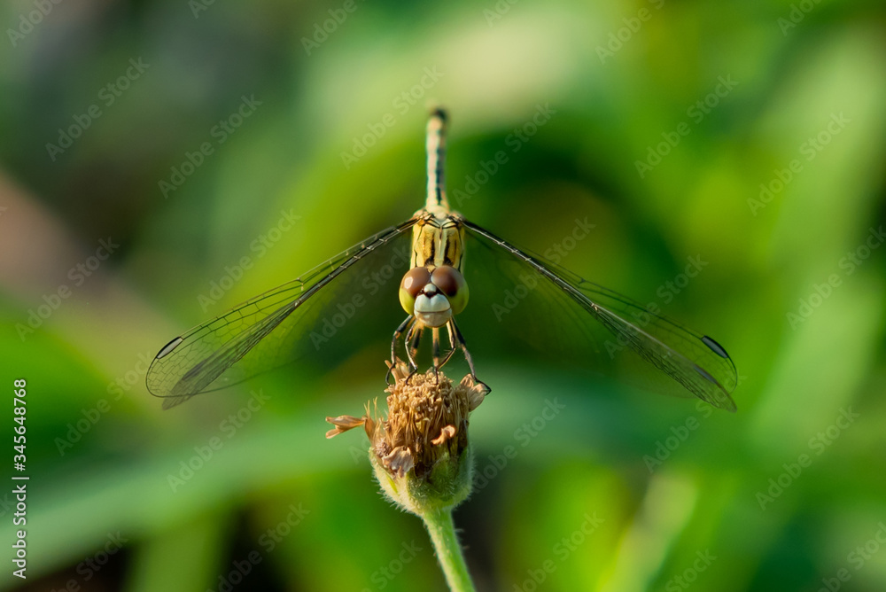 Dragonfly on flower in the garden.