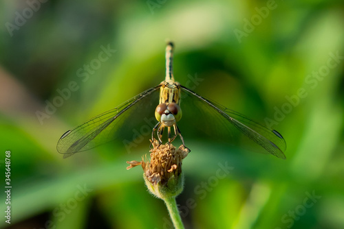 Dragonfly on flower in the garden.