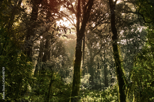 sun shining through trees