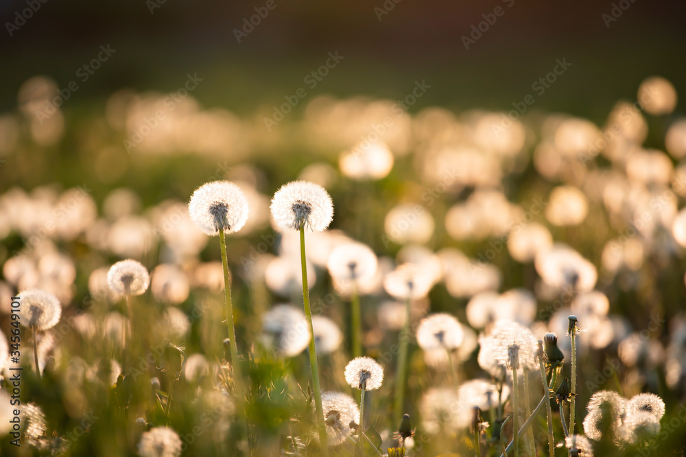 Dandelion seedhead closeup capturing in springtime