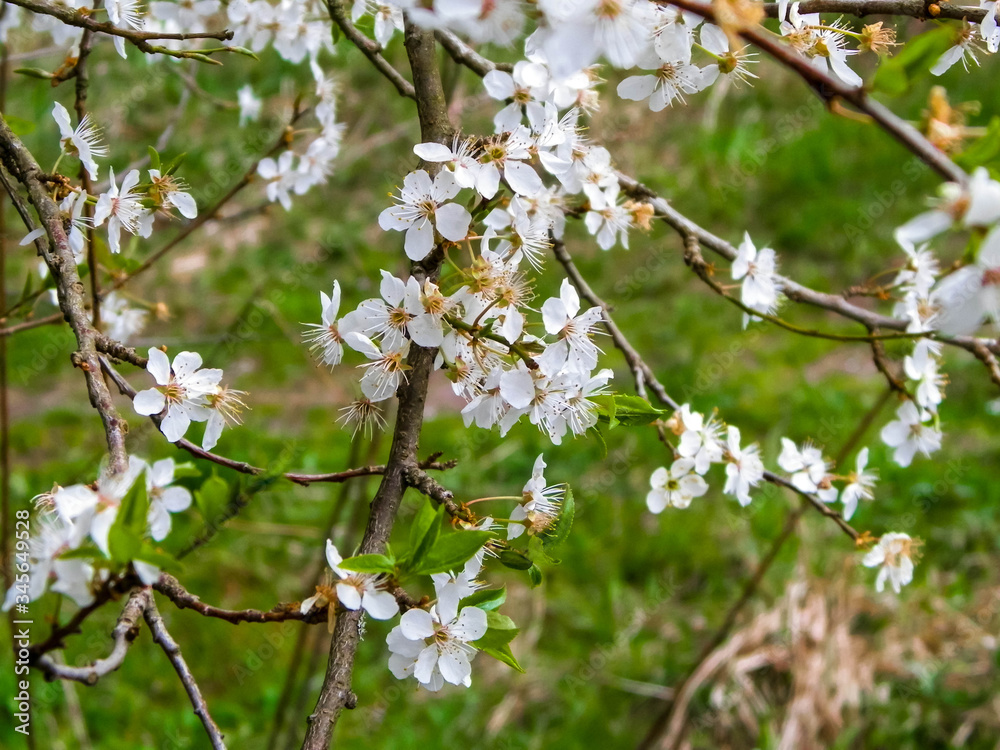 Close up of white flowers of wild apple tree.