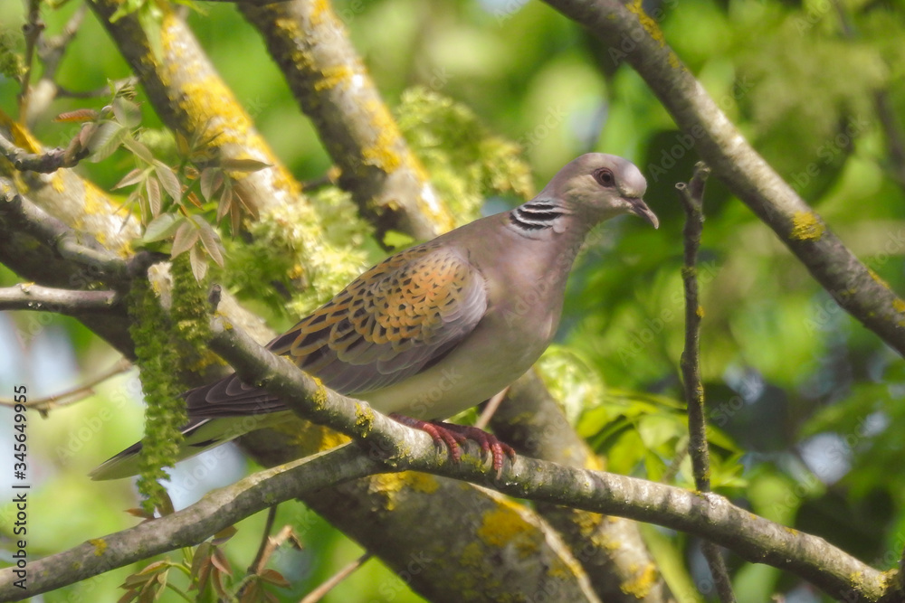 Fototapeta premium tortora selvatica (Streptopelia turtur) su ramo,ritratto