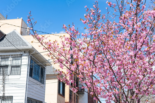 Beautiful Pink Cherry Blossom Tree during Spring in front of Old Homes in Woodside Queens New York