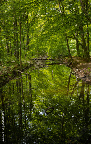 Pond and reflections. Voorsterbos Noordoostpolder Netherlands. Marknesse. Spring. Forest