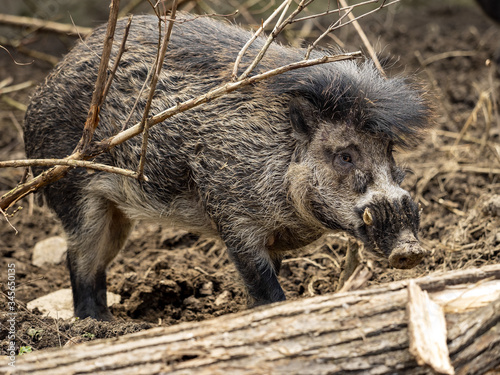 Portrait of a rare, Visayan warty pig, Sus cebifrons negrinus, which is threatened with extinction