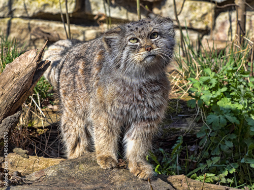Photography Pallas´ cat, Otocolobus manul, observes the work of a photographer