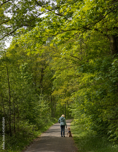 Walking the dog. Voorsterbos Noordoostpolder Netherlands. Marknesse. Spring. Forest