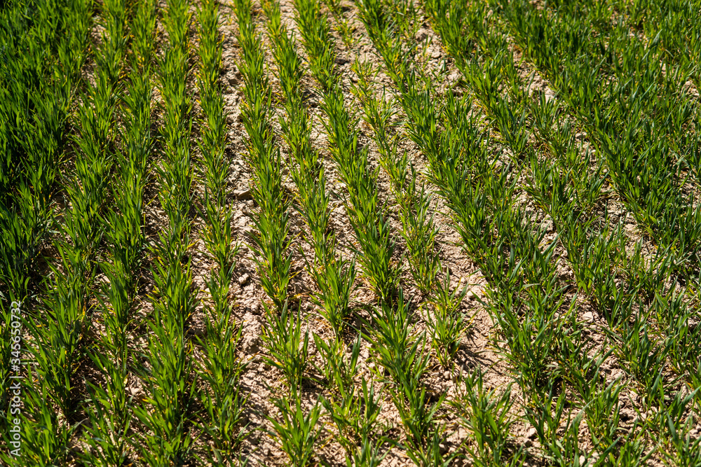 Young wheat seedlings growing on a field in a black soil. Spring green wheat grows in soil. Close up on sprouting rye on a agriculture field in a sunny day. Sprouts of rye. Agriculture.