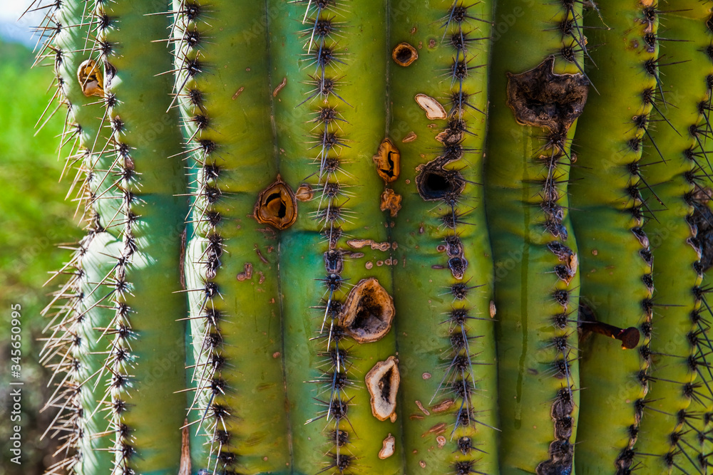 Fototapeta premium Closeup of Saguaro Cactus (Carnegiea gigantea) Along the Bear Canyon Trail, Bear Canyon, Sabino Canyon Recreation Area, Tucson, Arizona, USA