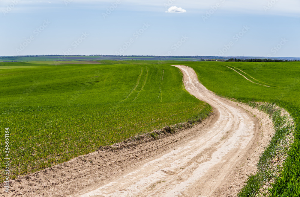 Young wheat seedlings growing on a field in a black soil. Spring green wheat grows in soil. Close up on sprouting rye on a agriculture field in a sunny day. Sprouts of rye. Agriculture.