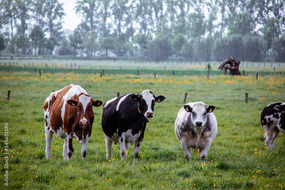 cows in a field cows in a field