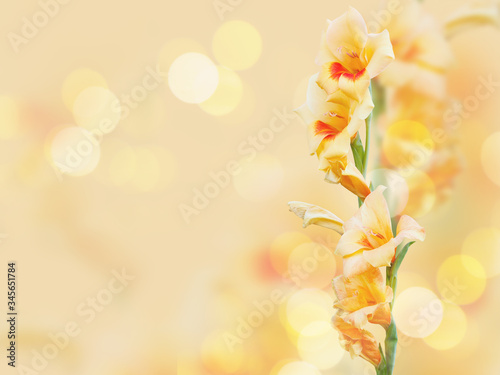 Close up beautiful yellow gladiolus flower on cream color with bokeh.
