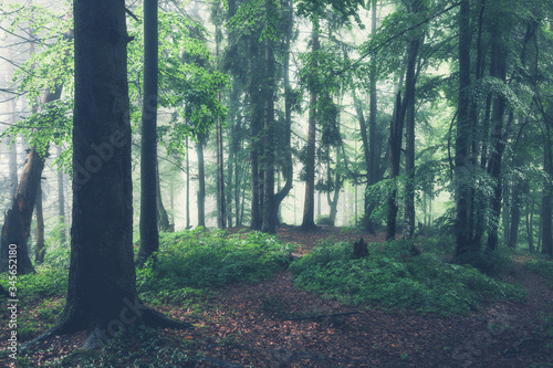 Green summer forest at misty rainy day. Woodland nature © Nickolay Khoroshkov