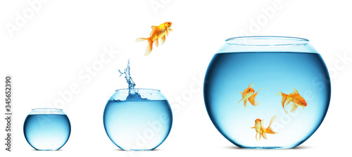 goldfish jumping out of the water