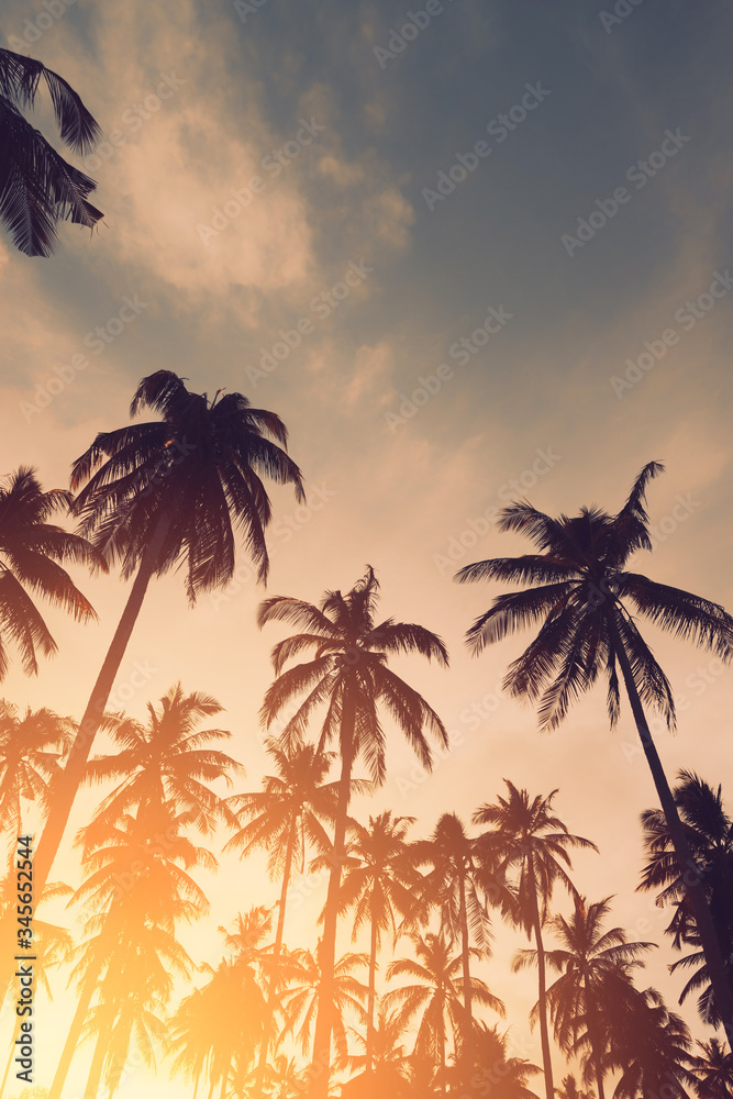 Copy space of tropical palm tree with sun light on sky background.