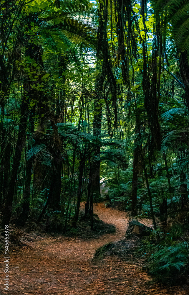 Fototapeta premium Redwood forest Rotorua
