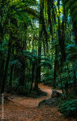 Redwood forest Rotorua