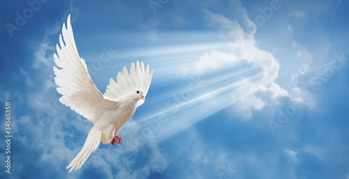 Dove in the air with wings wide open
